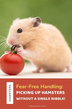 a hamster eating a tomato with the caption fear - free handling picking up hamsters without a single nibble