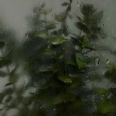 rain drops on the window with green leaves