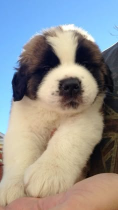 a person holding a puppy in their hand