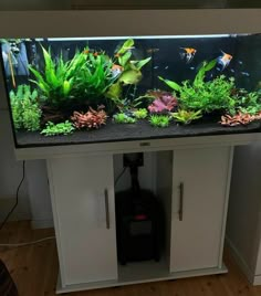 an aquarium with plants and fish in it sitting on top of a cabinet next to a wall