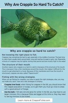 a fish with the caption'why are crapple so hard to catch? '