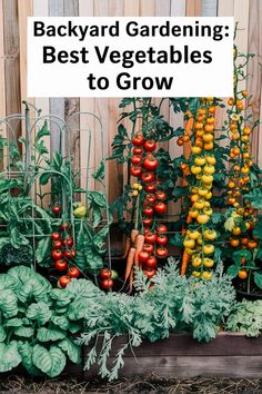 Backyard Gardening: Best Vegetables to Grow Harvesting Garden Vegetables, Tips For Growing Vegetables, Family Vegetable Garden, 1st Time Gardening, Garden To Feed Family Of 4, Backyard Fruit And Vegetable Garden, Garden Veggies Ideas, Backyard Garden For Beginners, Vegetable Gardening In Pots