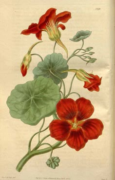 an illustration of red flowers and green leaves