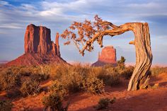 an old tree in the desert with mountains in the background at sunset or sunrise time