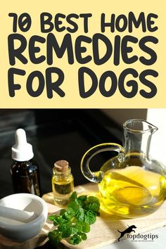 Soothe, Heal, and Wag: 70 Effective Home Remedies for Dogs 🌼🐾 Dog Paw Remedies, Veterinarian Clinic, Essential Oils For Pets, Diy Dog Shampoo, Itchy Dog, Natural Pet Care