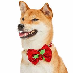 a dog wearing a red bow tie with holly decorations on it's collar and smiling