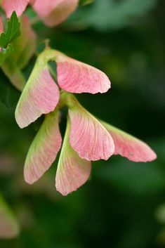 pink flowers with green leaves in the background