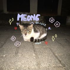 a cat is sitting on the ground in front of a sign that says meong