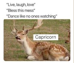 a deer sitting on top of a grass covered field next to another deer with antlers