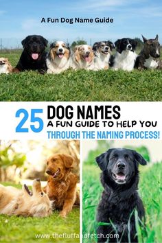 the dog names guide to help you through the naming process, including dogs and puppies