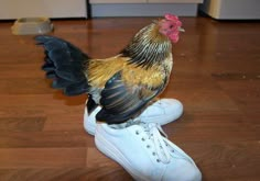 a chicken standing on top of a pair of white shoes