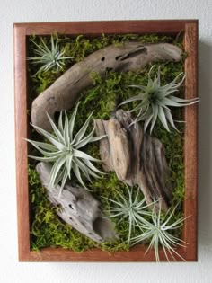 an arrangement of air plants in a wooden box with moss and rocks on the floor