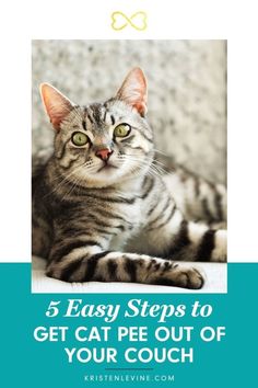 a cat sitting on top of a couch with the caption, 5 easy steps to get cat pee out of your couch