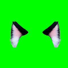 two black and white feathers on green screen