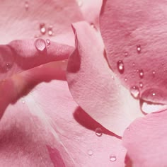 pink flowers with drops of water on them