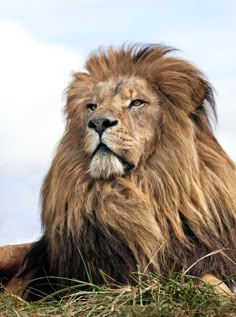 a large brown lion laying on top of a lush green field