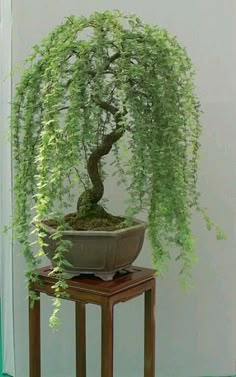 a bonsai tree sitting on top of a wooden table next to a white wall