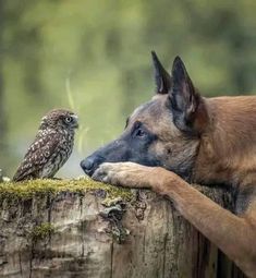 a dog and an owl sitting on a tree stump