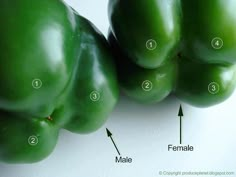 three green peppers labeled with the names of each pepper and what they are labeled in