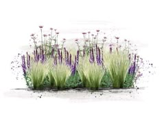 some purple flowers and green grass in front of a white background with watercolor paint