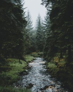 a stream running through a forest filled with lots of green grass and tall pine trees