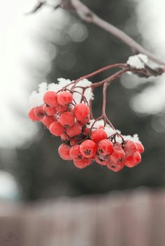 red berries are hanging from a branch with snow on it