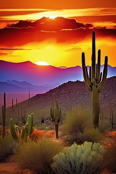 A dramatic Sonoran Desert sunset with vibrant colors and majestic saguaros. Experience the untamed beauty of Arizona's landscape. #DesertSunset #Saguaro #Arizona Arizona Wallpaper, Southwest Wallpaper, Desert Night Sky, Hawaii Photos, Sunset Desert, Red Tips, Desert Places, Desert Beauty, Yellow And Turquoise