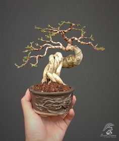 a bonsai tree in a clay pot being held by a person's hand