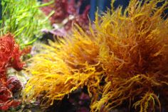 an aquarium filled with different types of seaweed