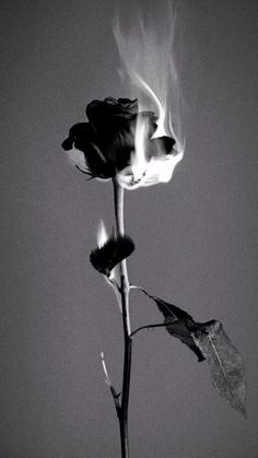 Rose On Fire, Dark Phone Wallpapers, Gothic Aesthetic, Dark Wallpaper Iphone, Black Wallpaper Iphone