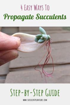 a hand holding a plant with the title 4 easy ways to propagate succulents