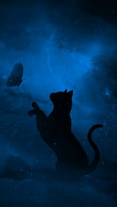 a black cat sitting on its hind legs in the sky with a butterfly flying by