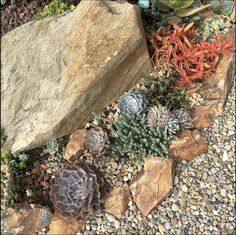 various plants and rocks in a rock garden