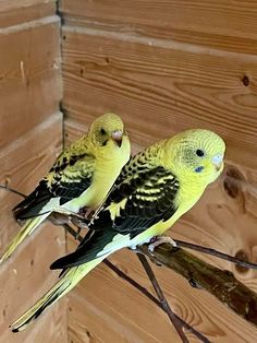 two yellow and black parakeets sitting on a branch