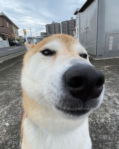 a close up of a dog's face with buildings in the back ground behind it