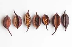 five different types of leaves on a white background, each with an individual's own image