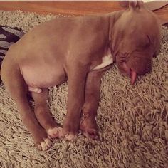 a brown dog laying on top of a shaggy rug next to a wooden floor with his tongue hanging out