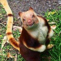 a brown and white monkey sitting on top of grass