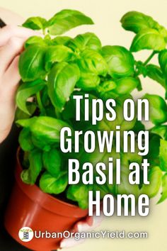 a woman holding a potted basil plant with the words tips on growing basil at home