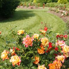 some very pretty flowers in a big grassy field