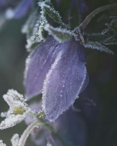 frost covered flowers with purple petals and green leaves