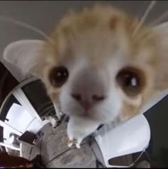 an orange and white cat wearing a space suit looking at the camera with its head tilted to the side