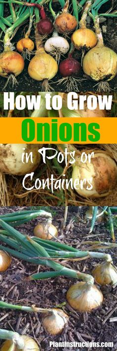 how to grow onions in pots or containers