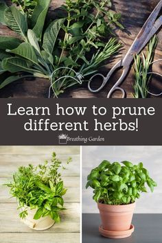 some plants and scissors on a table with the words learn how to prune different herbs