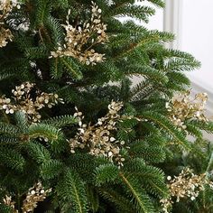 a close up of a christmas tree with lots of white berries and green leaves on it