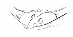 a drawing of a rat sleeping on its back