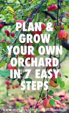 an apple tree with the words plan and grow your own orchard in 7 easy steps