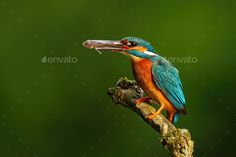 a colorful bird sitting on top of a tree branch with its beak in it's mouth