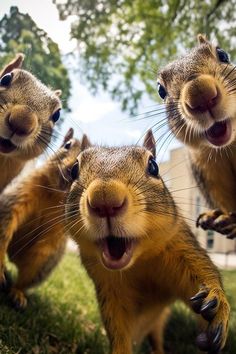 four chipmuns standing in the grass with their mouths open and eyes wide open