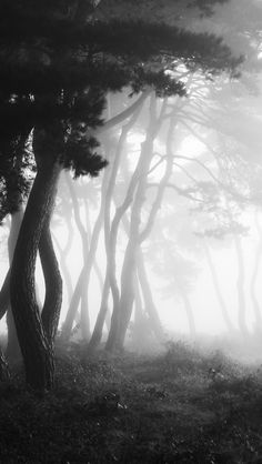 trees in the fog on a hill with grass and bushes around them, black and white photograph